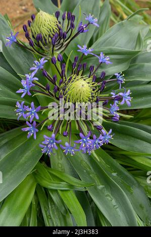 Scilla hughii. Banque D'Images