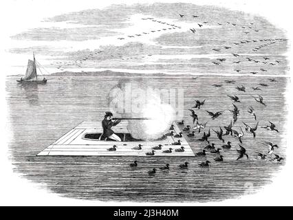 Tir de canard sauvage sur le Potomac, 1850. Invention américaine pour le duck-shooting: '...un dispositif a attiré mon avis en particulier [et] réussit admirablement. Le chasseur lui construit un petit skiff avec des côtés très bas; celui-ci il surmonte avec une plate-forme de planches, et peint le tout de manière à peine à se distinguer de l'eau: sur cette plate-forme et autour, il place ses canards en bois de leurre, et se cache au fond du skiff. Entre-temps, il a un confédéré qui, dans le bateau au loin, navigue autour et effraye les canards; ils s'éboulent ou survole autour des canards leurres, et notre f Banque D'Images