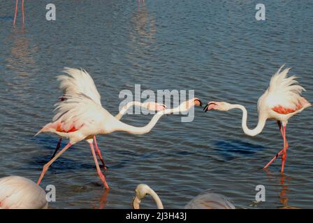 Gros plan de 3 Flamingos sauvages se battant en se nourrissant dans le Rhône dans la région de Camargue en France. Ne pas rogner pour une flexibilité maximale. Banque D'Images