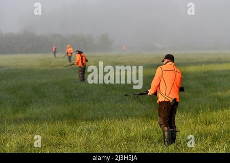 France, Doubs, Brognard, chasse, battu avec des sangliers Banque D'Images