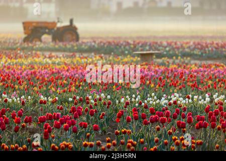 ARESE, Italie - avril 8 2022 - le champ de tulipe appelé 'Tulipani italiani' est le principal jardin 'vous choisissez' en Italie - tracteur orange sur le terrain crédit: Christian Santi/Alay Live News Banque D'Images