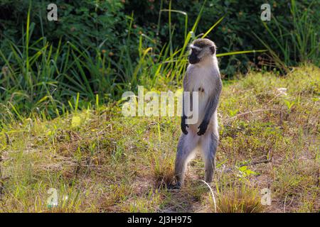 Ouganda, district de Rubirizi, Katunguru, parc national de la Reine Elizabeth, singe vervet Banque D'Images