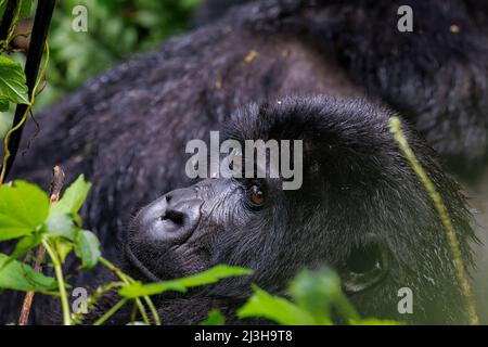 Ouganda, district de Kanungu, Ruhija, Bwindi Parc national impénétrable classé au patrimoine mondial par l'UNESCO, gorille de montagne Banque D'Images