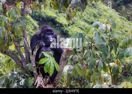 Ouganda, district de Kanungu, Ruhija, Bwindi Parc national impénétrable classé au patrimoine mondial par l'UNESCO, gorille de montagne Banque D'Images