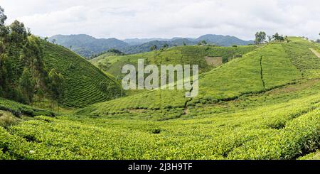 Ouganda, district de Kanungu, Ruhija, collines couvertes de plantations de thé Banque D'Images