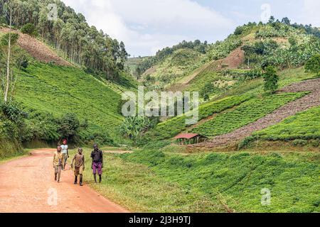 Ouganda, district de Kanungu, Ruhija, collines couvertes de plantations de thé Banque D'Images