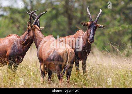 Ouganda, district de Rubirizi, Katunguru, Parc national de la Reine Elizabeth, Topi Banque D'Images