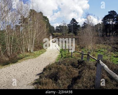 Sentier sablonneux à travers les arbres à Wisley et Ockham Common, Chatley Heath, Surrey, Royaume-Uni. Banque D'Images