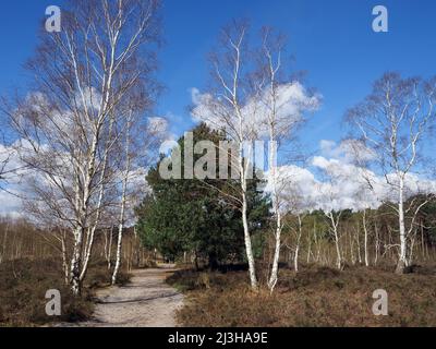 Trees at Wisley et Ockham Common, Chatley Heath, Surrey, Royaume-Uni. Banque D'Images