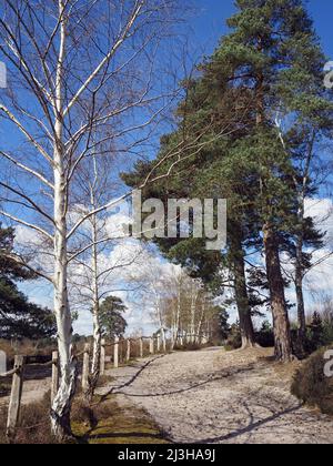 Trees at Wisley et Ockham Common, Chatley Heath, Surrey, Royaume-Uni. Banque D'Images