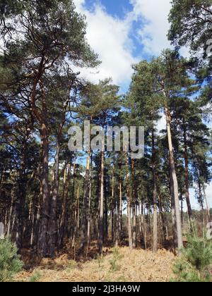 Trees at Wisley et Ockham Common, Chatley Heath, Surrey, Royaume-Uni. Banque D'Images