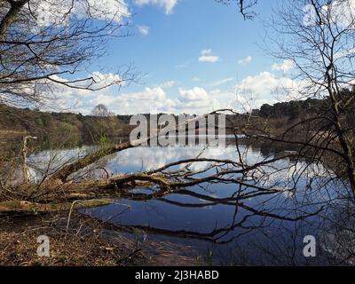 Lac Boldermere à Wisley et Ockham Common, Chatley Heath, Surrey, Royaume-Uni. Banque D'Images