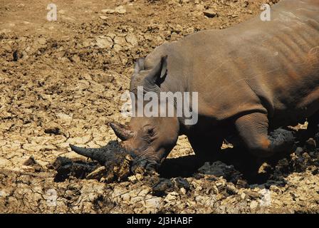 Gros plan d'un rhinocéros sauvage sur ses genoux, en utilisant ses pieds avant, le nez et la corne comme outils pour creuser un trou pour un bain de boue en Afrique du Sud. Banque D'Images
