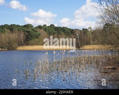 Lac Boldermere à Wisley et Ockham Common, Chatley Heath, Surrey, Royaume-Uni. Banque D'Images