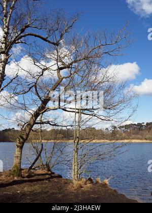 Lac Boldermere à Wisley et Ockham Common, Chatley Heath, Surrey, Royaume-Uni. Banque D'Images