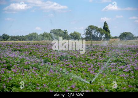 Irrigation d'un champ de pommes de terre, Oxfordshire, Royaume-Uni Banque D'Images