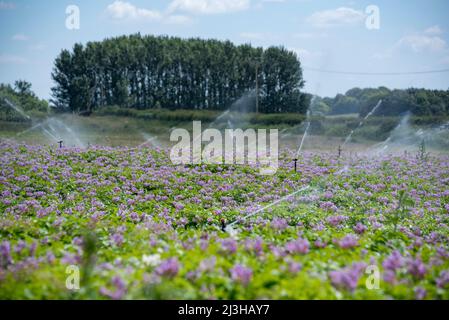 Irrigation d'un champ de pommes de terre, Oxfordshire, Royaume-Uni Banque D'Images