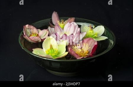 Helleborus fleurs (Helleborus occidentalis) flottant dans un bol d'eau. Banque D'Images