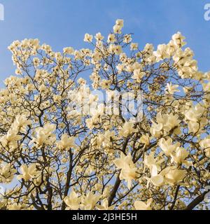 Fleurs de Magnolia kobus blanc sur fond bleu ciel Banque D'Images