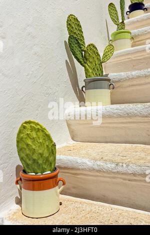 Cactus sur un escalier en pierre à Locorotondo, Apulia, Italie Banque D'Images