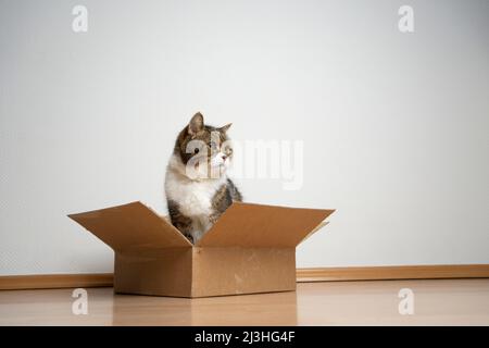 chat assis à l'intérieur d'une boîte en carton de petite taille sur le sol en regardant sur le côté de l'espace de copie Banque D'Images