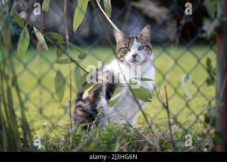 chat blanc tabby assis derrière la clôture de chaîne à l'extérieur dans le jardin regardant la caméra Banque D'Images