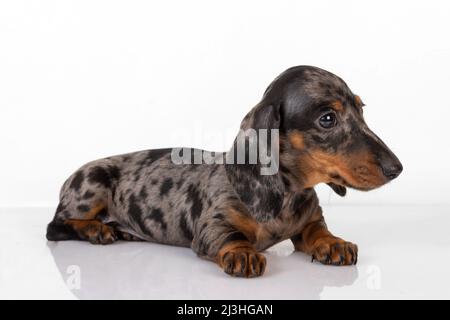 Curieux dachshund en marbre chiot regarde vers l'avant et incline sa tête, allongé sur le fond blanc du studio Banque D'Images