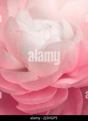 gros plan extrême de fleur rose. fond floral Banque D'Images