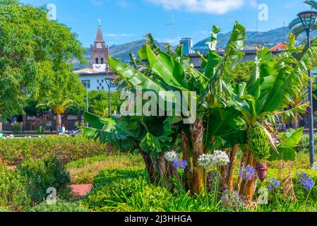 Parc Nelson Mandela dans la ville portugaise de Funchal. Banque D'Images