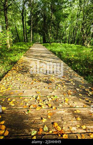 Promenade à travers la forêt de bouleau de Carpathian dans la Moor Rouge dans les montagnes Hessian Rhön Banque D'Images