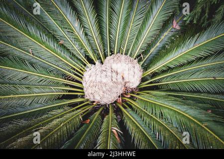 Palmier sagou japonais, Cycas Revoluta, jardin tropical de Monte Palace, Monte, Funchal, Madère, Portugal, Europe Banque D'Images