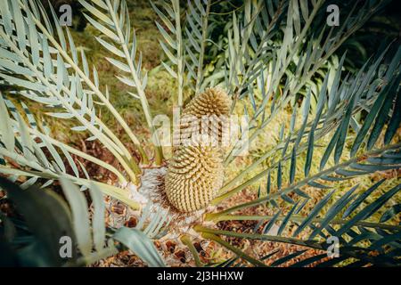 Palmier sagou japonais, Cycas Revoluta, jardin tropical de Monte Palace, Monte, Funchal, Madère, Portugal, Europe Banque D'Images