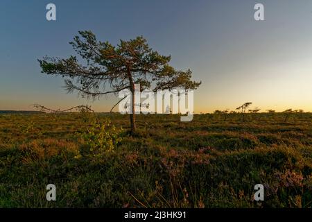 NSG 'Schwarzes Moor', réserve de biosphère de Rhön, Basse-Franconie, Franconie, Bavière, Allemagne Banque D'Images