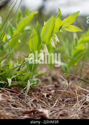 Le vrai sceau de Salomon, Polygonatum odoratum, Banque D'Images