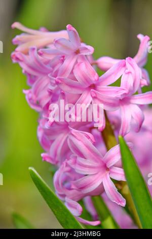 Jacinthes, jacinthes Banque D'Images