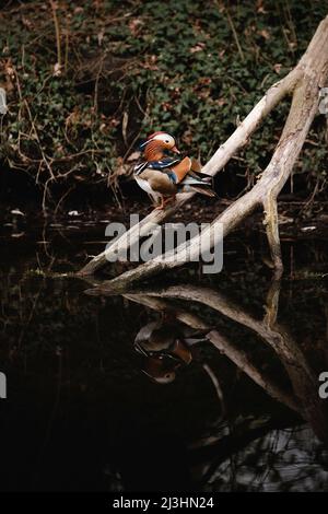 canard mandarin assis sur une branche flottant dans l'eau Banque D'Images