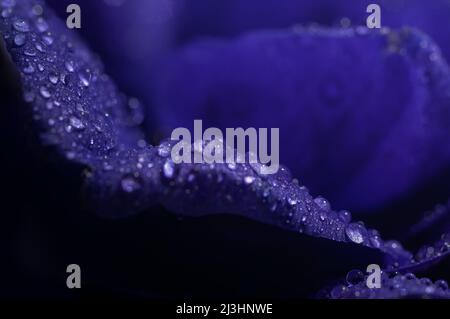 gros plan extrême de fleur bleu profond avec gouttes d'eau. fond floral Banque D'Images