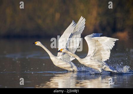 Deux cygnes de toundra / cygnes de Bewick (Cygnus bewickii / Cygnus columbianus bewickii) se délavent de l'eau dans le lac en hiver Banque D'Images