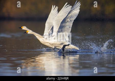 Deux cygnes de toundra / cygnes de Bewick (Cygnus bewickii / Cygnus columbianus bewickii) se délavent de l'eau dans le lac en hiver Banque D'Images