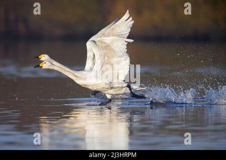 Deux cygnes de toundra / cygnes de Bewick (Cygnus bewickii / Cygnus columbianus bewickii) se délavent de l'eau dans le lac en hiver Banque D'Images