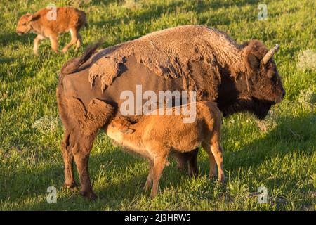 Bison nourrissant le veau pendant qu'un autre veau marche Banque D'Images