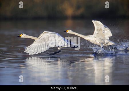 Deux cygnes de toundra / cygnes de Bewick (Cygnus bewickii / Cygnus columbianus bewickii) se délavent de l'eau dans le lac en hiver Banque D'Images