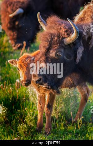 Deux Bison avec veau dans le parc national de Yellowstone, Hayden Valley Banque D'Images