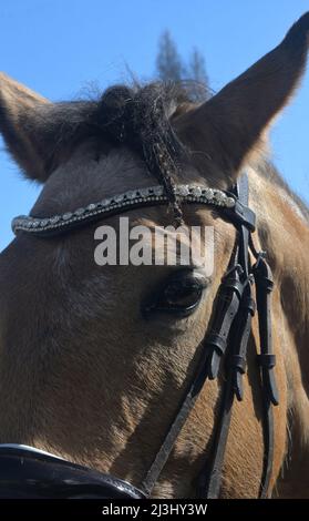 gros plan de la tête de cheval avec des bijoux, angleterre Banque D'Images