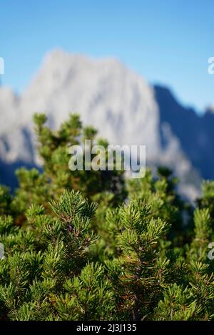 Autriche, Salzburger Land, Pinzgau, Litzlkogel, 1625m, PIN de montagne, pin de montagne, Pinus mugo Banque D'Images