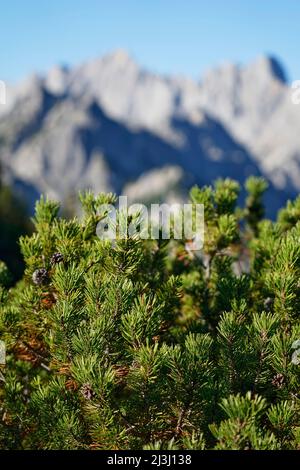 Autriche, Salzburger Land, Pinzgau, Litzlkogel, 1625m, PIN de montagne, pin de montagne, Pinus mugo Banque D'Images