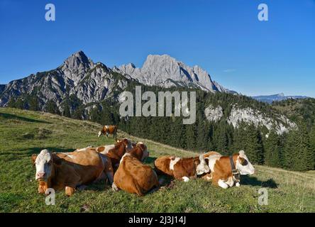 Autriche, Salzburger Land, Pinzgau, Hirschbichlpass, Litzlalmen, Vue sur l'Allemagne à la chaîne de montagnes Reiteralpe, depuis la gauche, Gernhorn, Mühlsturzhorn, vaches alpines Banque D'Images