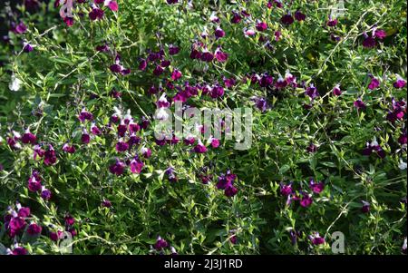 hardy, amethyst lèvres salvia fleurs Banque D'Images