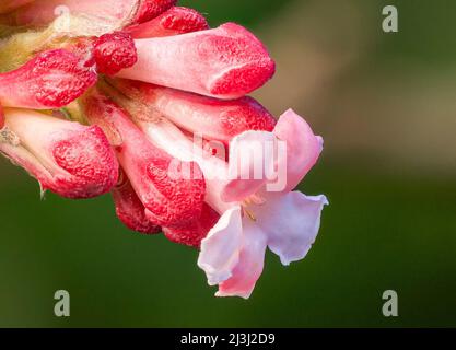 Bourgeon floral d'un viburnum de Bodnant (Viburnum x bodnantense), également boule de neige d'hiver ou boule de neige parfumée, Bayer, Allemagne, Europe Banque D'Images