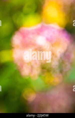 Hortensia d'aspect vintage, fond de fleur flou, bokeh circulaire abstrait Banque D'Images